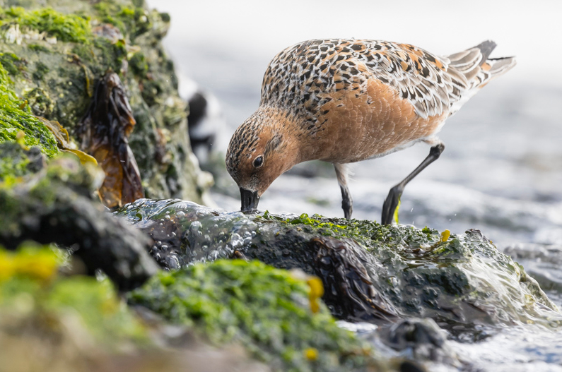 Servan Ott Fotografie: Kanoet, Zilverplevier en Steenloper op de Pier