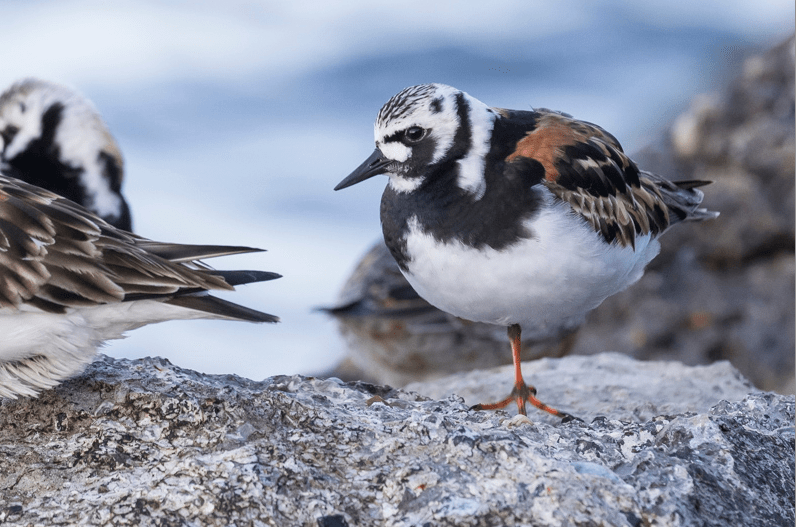 Servan Ott Fotografie: Kanoet, Zilverplevier en Steenloper op de Pier