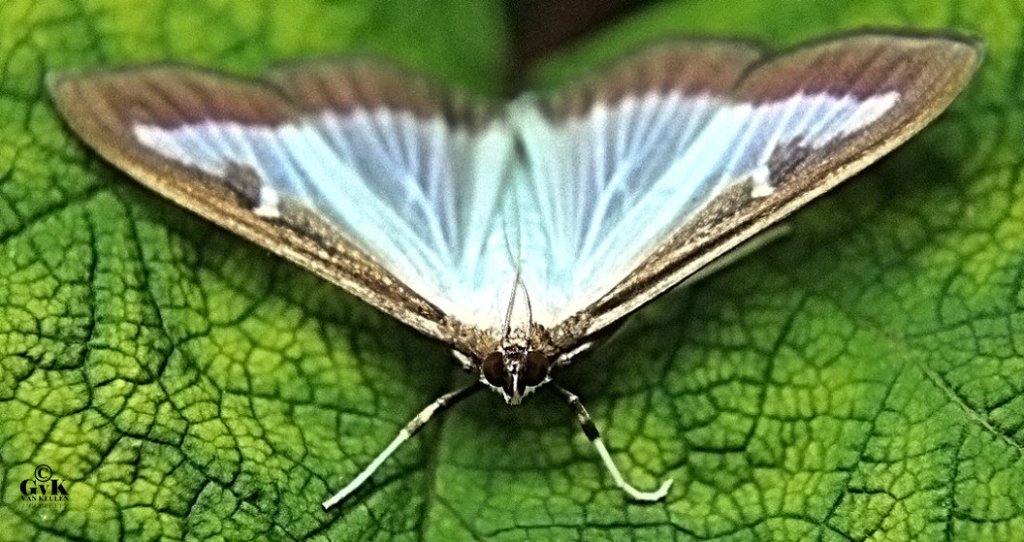 Bij jou in de tuin... Foto © G. van Keulen