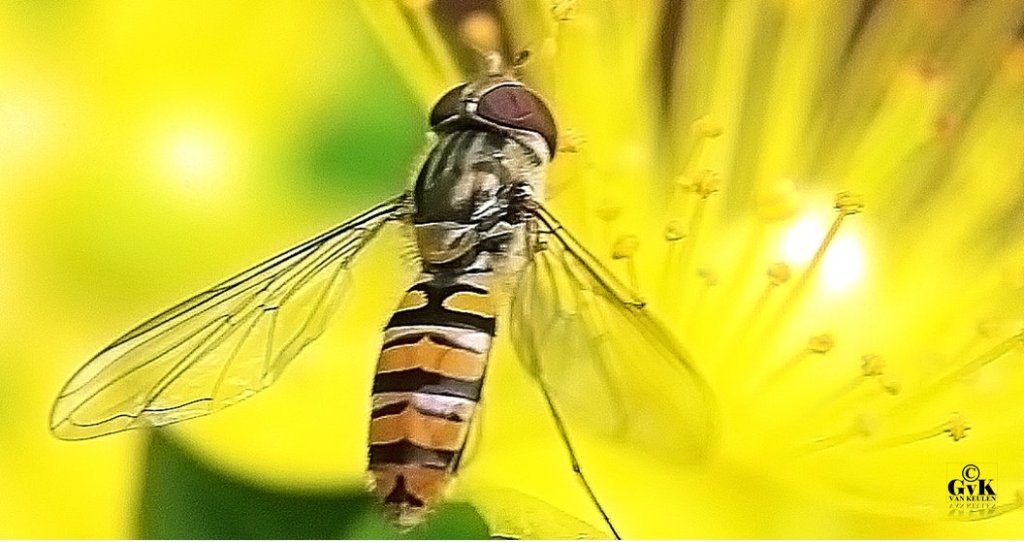 Bij jou in de tuin... Foto © G. van Keulen
