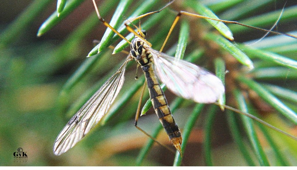 Bij jou in de tuin... Foto © G. van Keulen