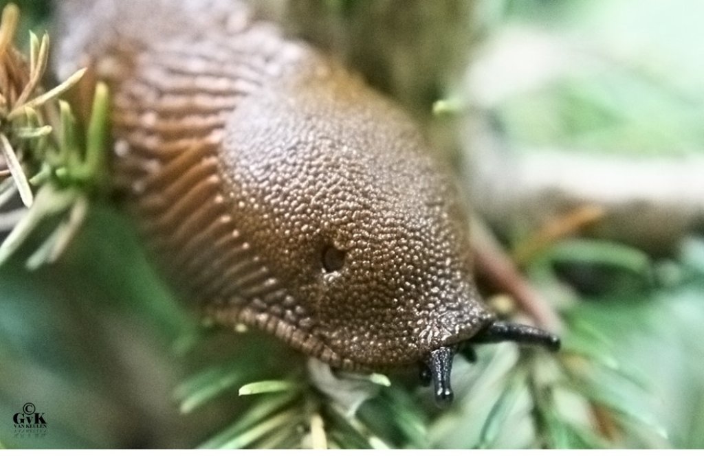 Bij jou in de tuin... Foto © G. van Keulen