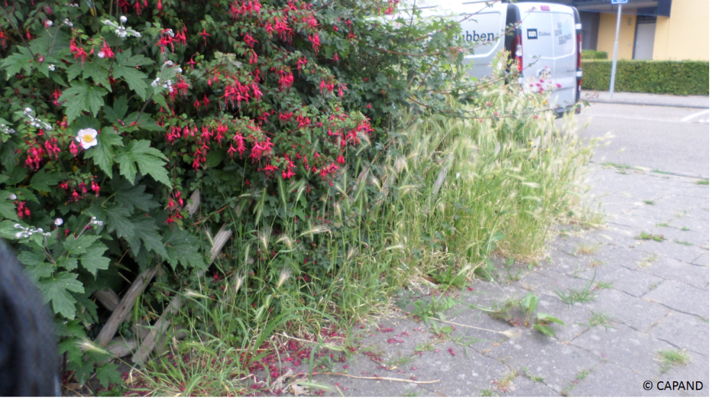 D66 Medemblik stelt raadsvragen over onkruid(bestrijding) in de gemeente - Foto © CAPAND