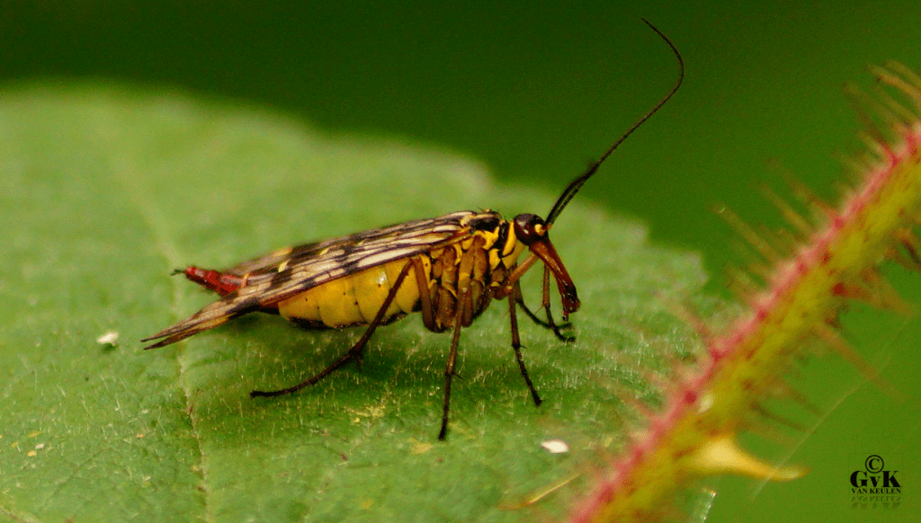 Bij jou in de tuin - Deel 6 - Een schorpioenvlieg met een flinke neus...