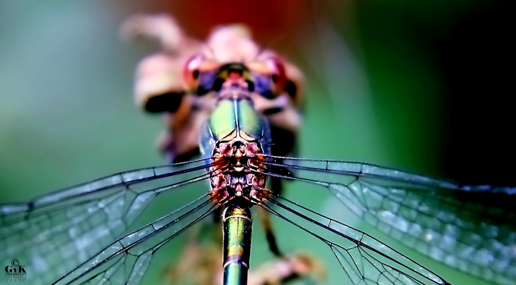 Bij jou in de tuin - Deel 6 - De achterkant van het borststuk van de gewone pantserjuffer

