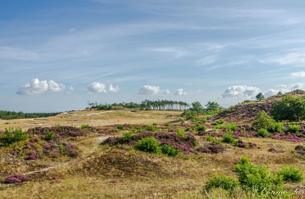 De Noord Hollandse kust - Corina Sas - Fotografie | Schoorlse duinen, Schoorl en Bergen aan zee