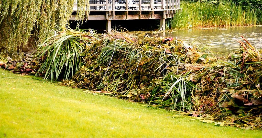 waterplanten die, eenmaal afgesneden, op de walkant worden gedeponeerd waar het kan inklinken en drogen voordat het uiteindelijk zijn weg vindt naar een composthoop.