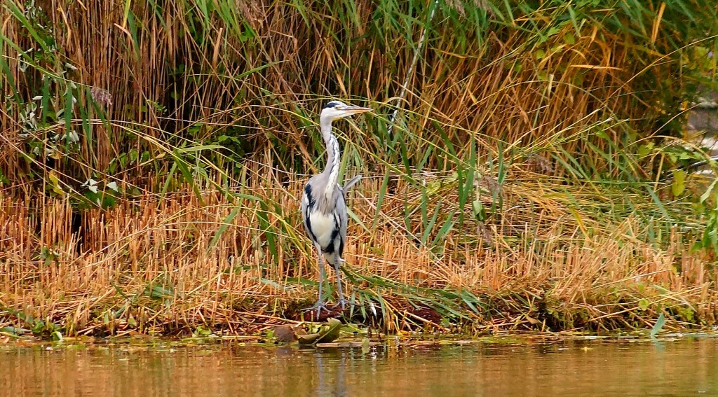 Een reiger kan weer vanaf het eilandje het water overzien in de hoop een visje te verschalken - Foto © CAPAND / ANDIJK