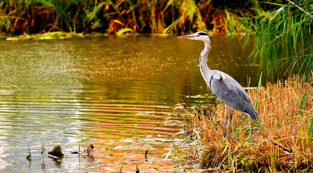 Een reiger kan weer vanaf het eilandje het water overzien in de hoop een visje te verschalken - Foto © CAPAND / ANDIJK