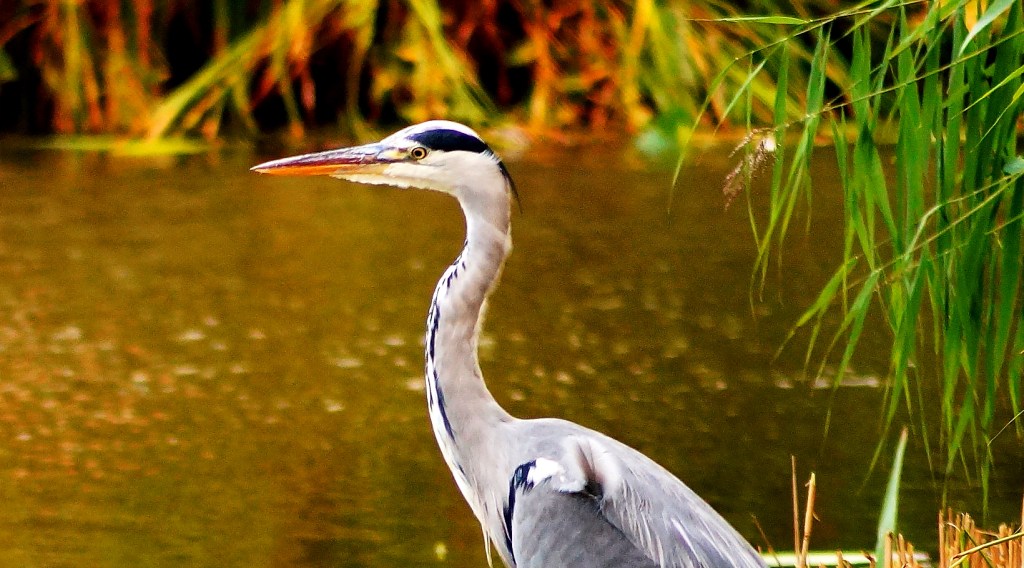 Een reiger kan weer vanaf het eilandje het water overzien in de hoop een visje te verschalken - Foto © CAPAND / ANDIJK