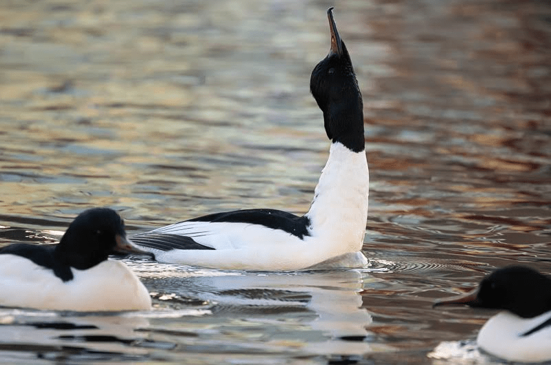 Servan Ott Fotografie: Baltsend Grote Zaagbek mannetje