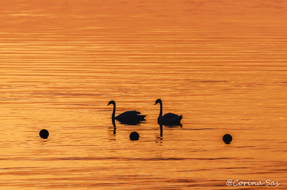Foto Zwanenpaar © Corina Sas | APB