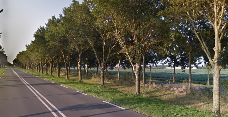 84 bomen langs de N240 per direct gekapt vanwege schade storm Poly ...