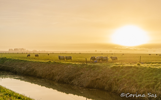Corina Sas Fotografie: Maar die zon… | Andijk | APB