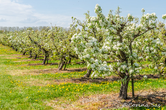 Corina Sas Fotografie: De bloesem staat op knappen | Andijk | APB