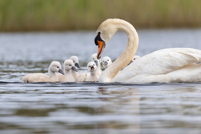 Servan Ott Fotografie: Een overvloed aan jonge vogels; Knobbelzwaan met pullen | Andijk | APB