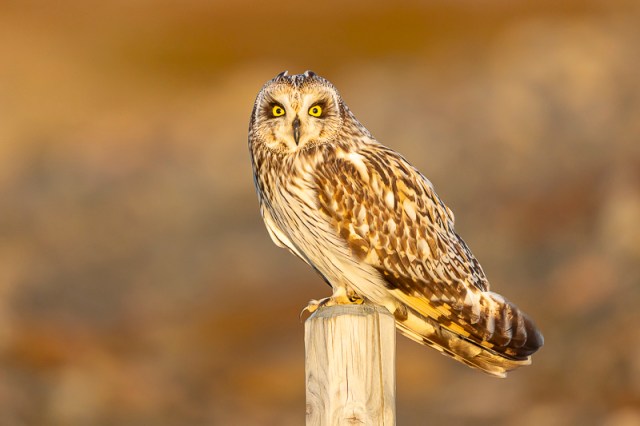 Servan Ott Fotografie: Velduil – Varanger: Noorwegen | Andijk | APB