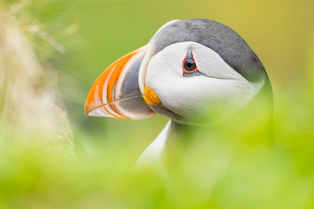 Servan Ott Fotografie: Papegaaiduiker – Varanger | Andijk | APB