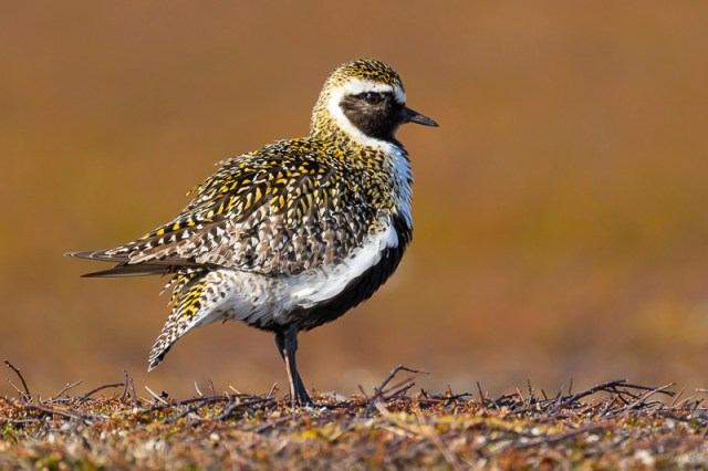Servan Ott Fotografie: Goudplevieren in zomerkleed – Varanger Noorwegen | Andijk | APB
