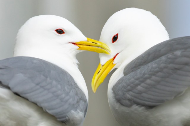 Servan Ott Fotografie: Intieme drieteenmeeuwen – Varanger | Andijk | APB