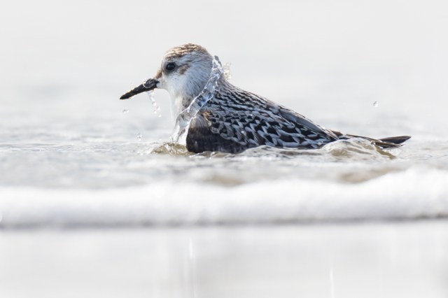 Servan Ott Fotografie: Drieteen badderend in de branding – IJmuiden – Andijk | APB